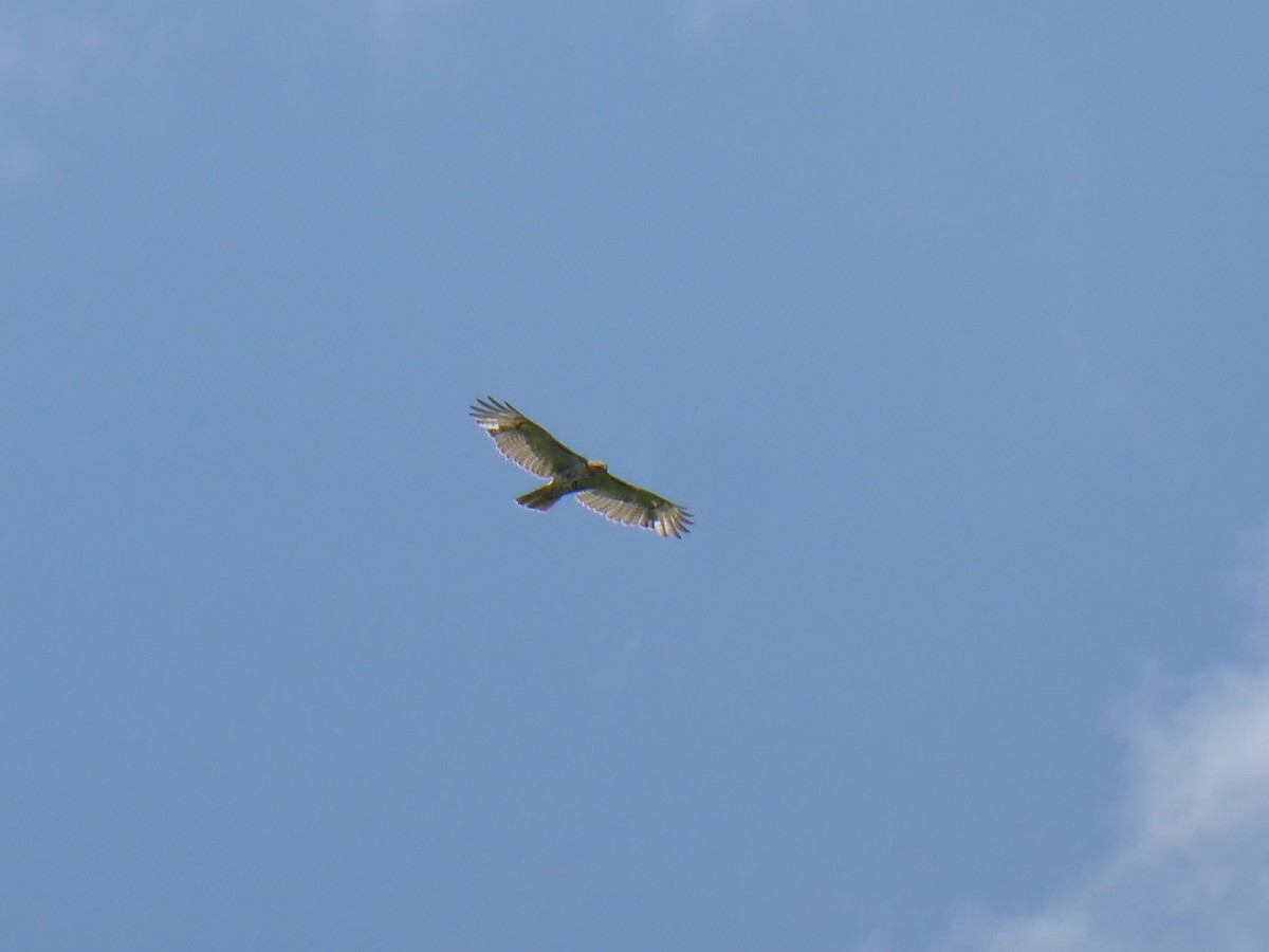 Red-tailed Hawk - M. Jordan