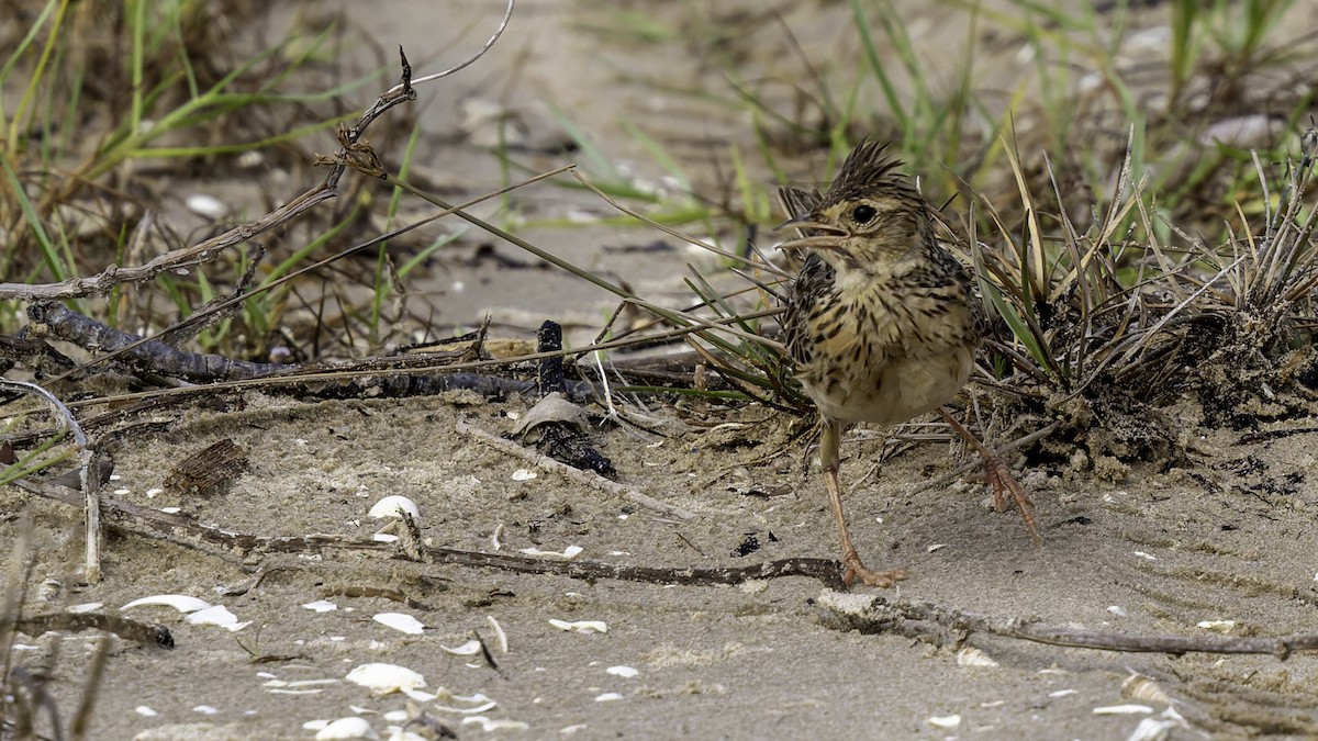 Oriental Skylark - Robert Tizard