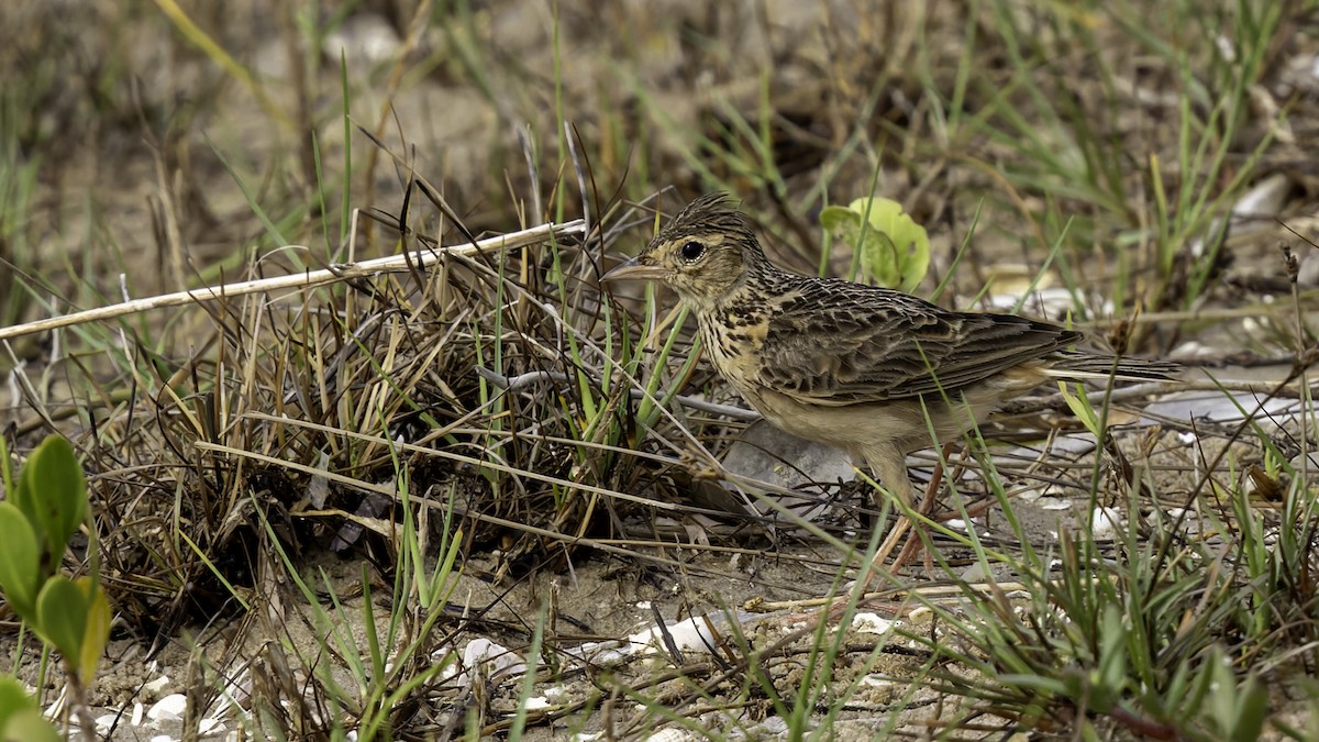 Oriental Skylark - Robert Tizard