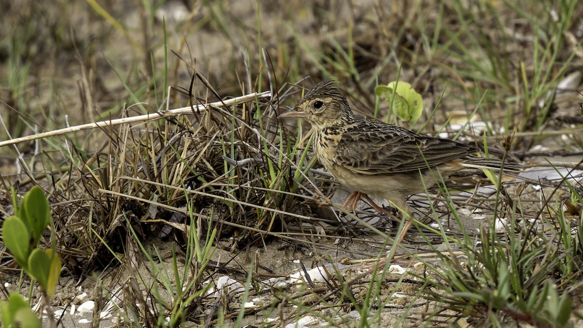 Oriental Skylark - Robert Tizard