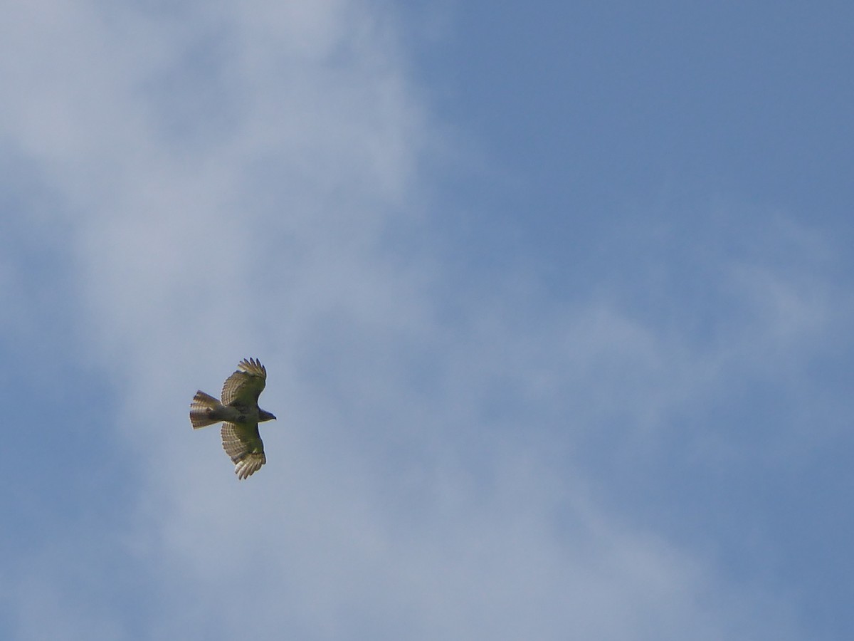 Red-tailed Hawk - M. Jordan