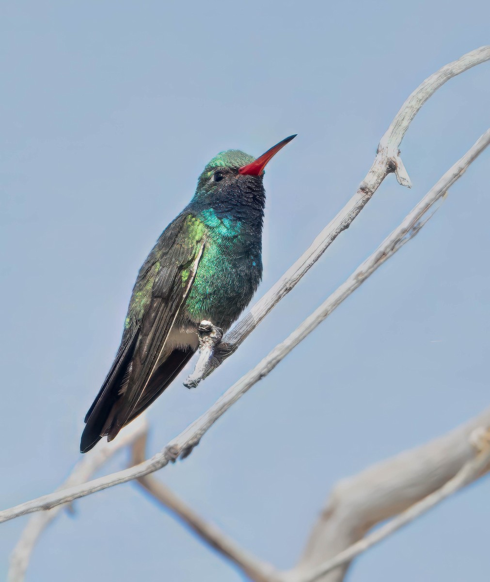 Broad-billed Hummingbird - Howard Cox