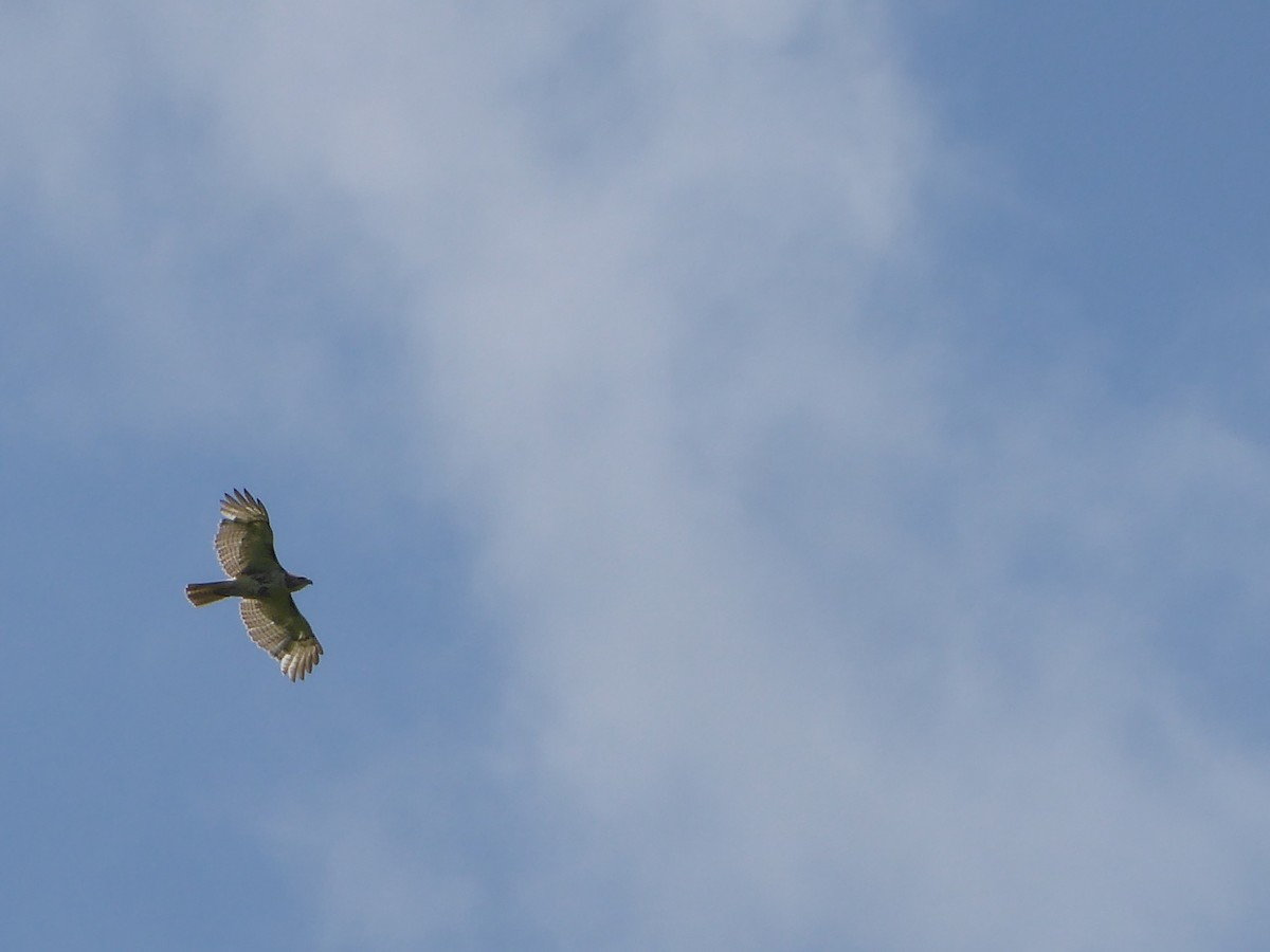 Red-tailed Hawk - M. Jordan