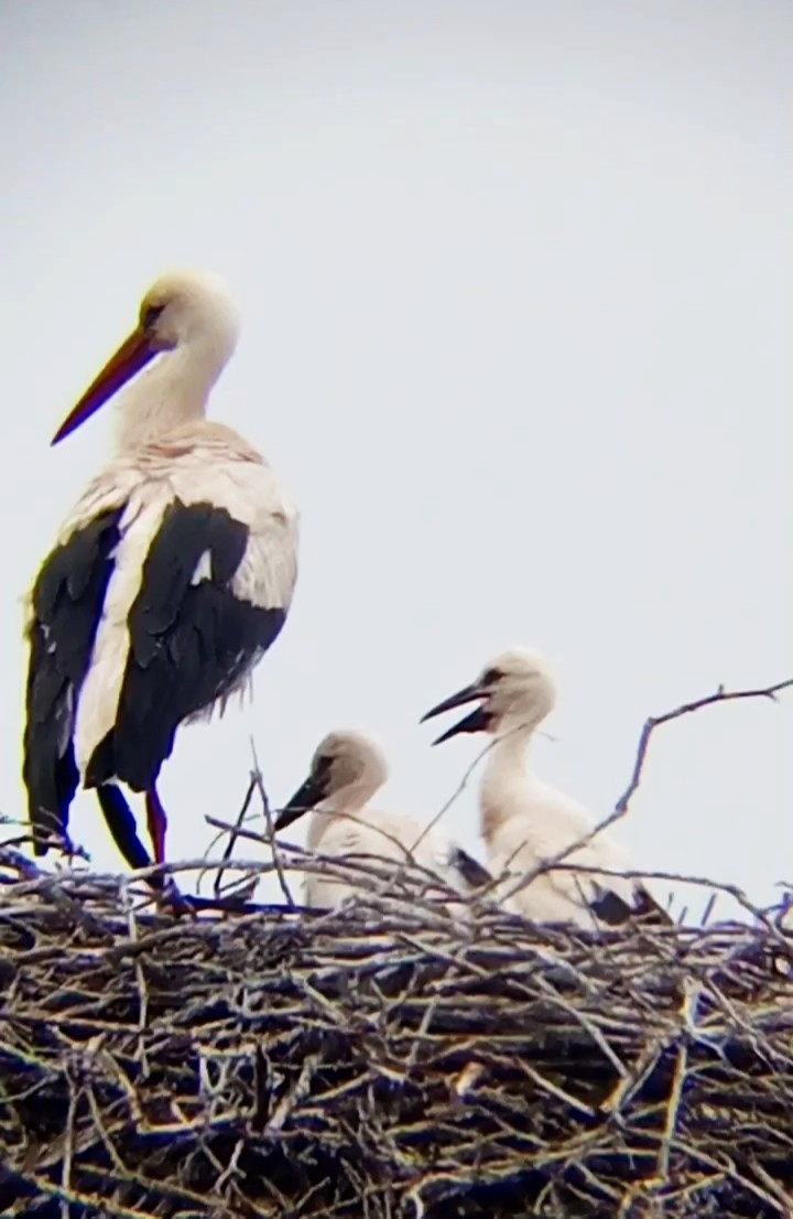 White Stork - Laurent Pascual-Le Tallec