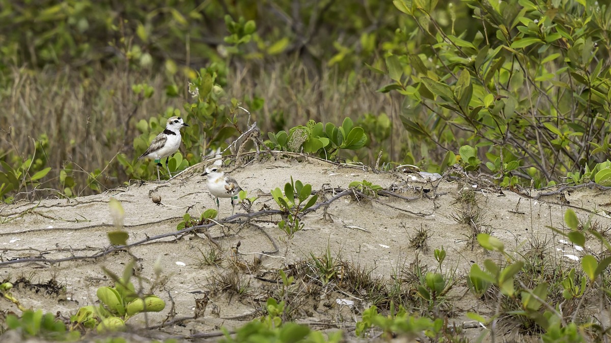 Malaysian Plover - ML619524414