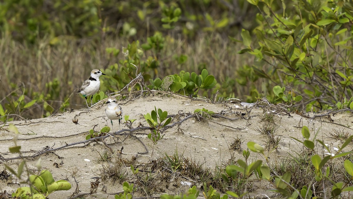 Malaysian Plover - ML619524416