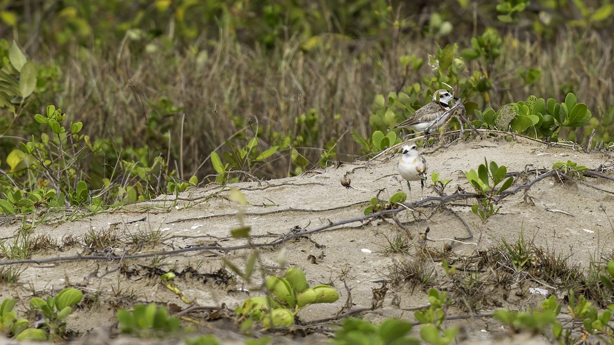 Malaysian Plover - ML619524417