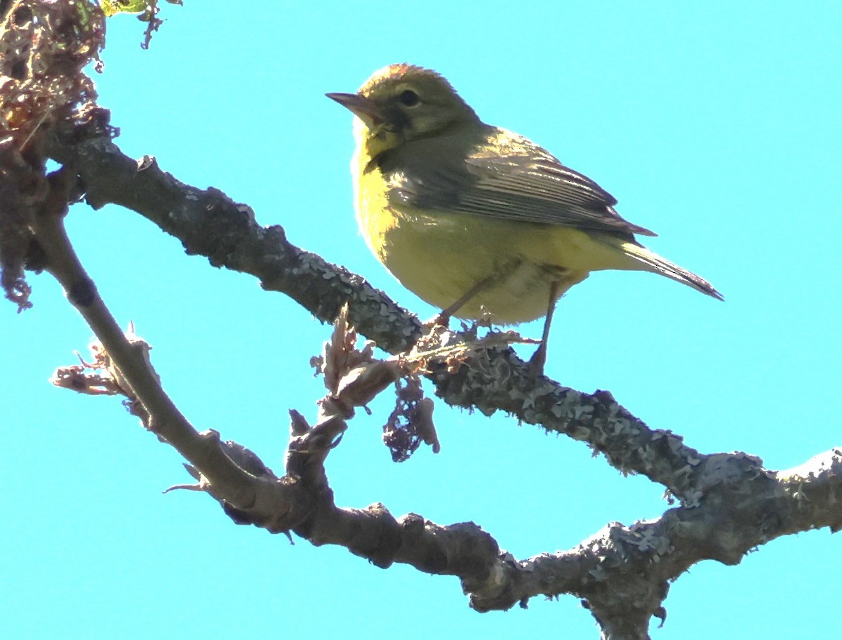 Orange-crowned Warbler - Walter Thorne