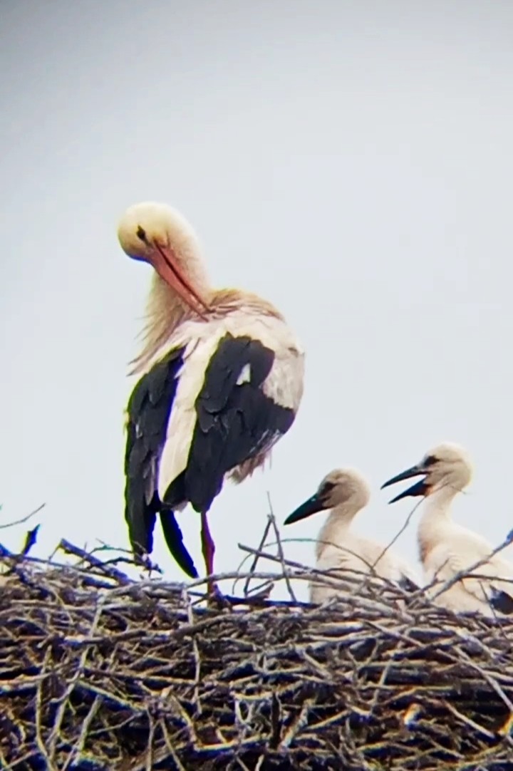 White Stork - Laurent Pascual-Le Tallec