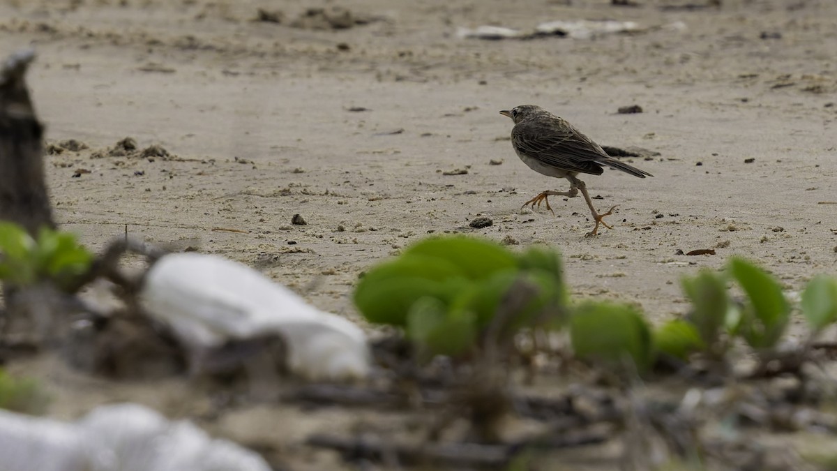 Paddyfield Pipit - Robert Tizard