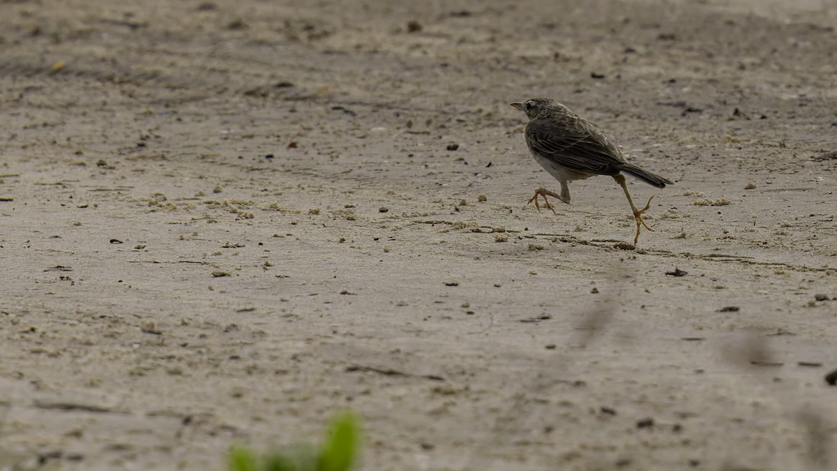 Paddyfield Pipit - Robert Tizard