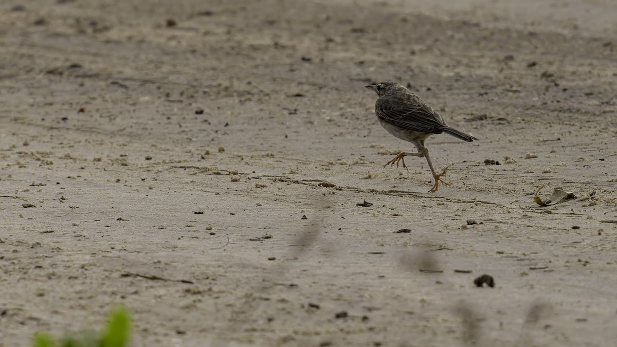 Paddyfield Pipit - Robert Tizard