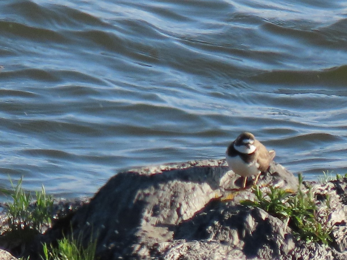 Semipalmated Plover - Marcel Lamontagne