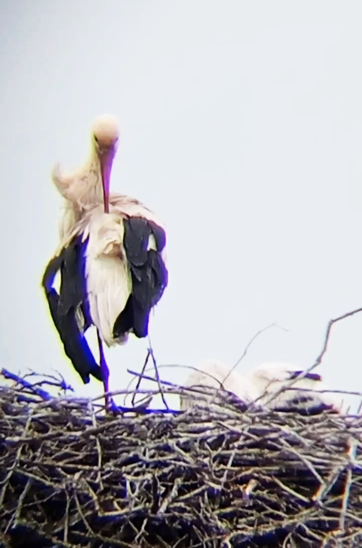 White Stork - Laurent Pascual-Le Tallec