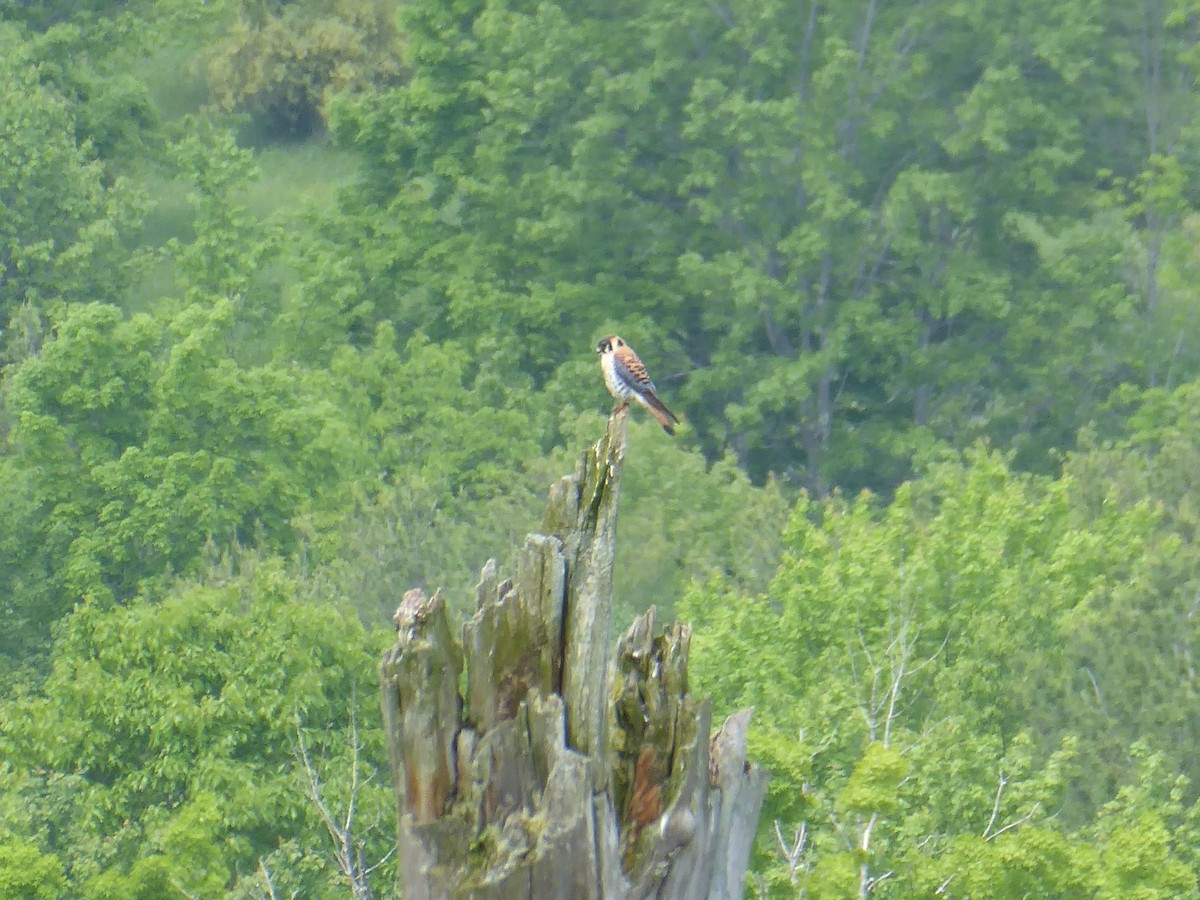 American Kestrel - M. Jordan