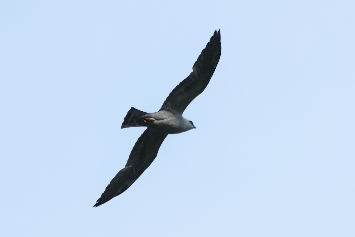 Mississippi Kite - Russ Ruffing