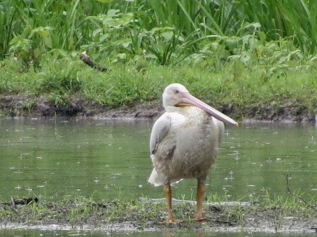 American White Pelican - ML619524438