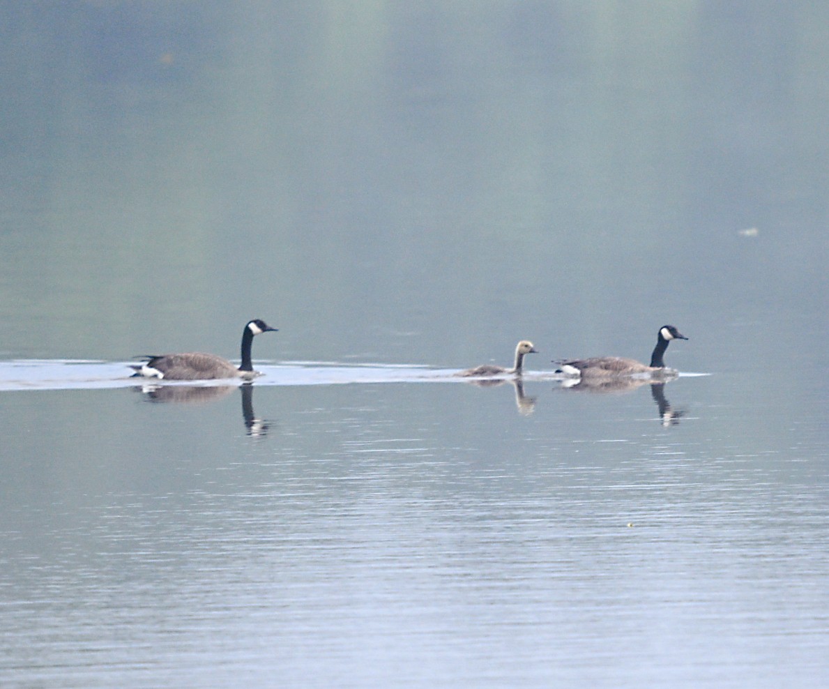 Canada Goose - Frank Wang