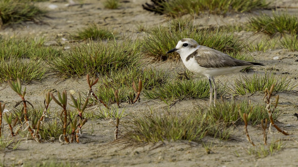 plover sp. - ML619524449