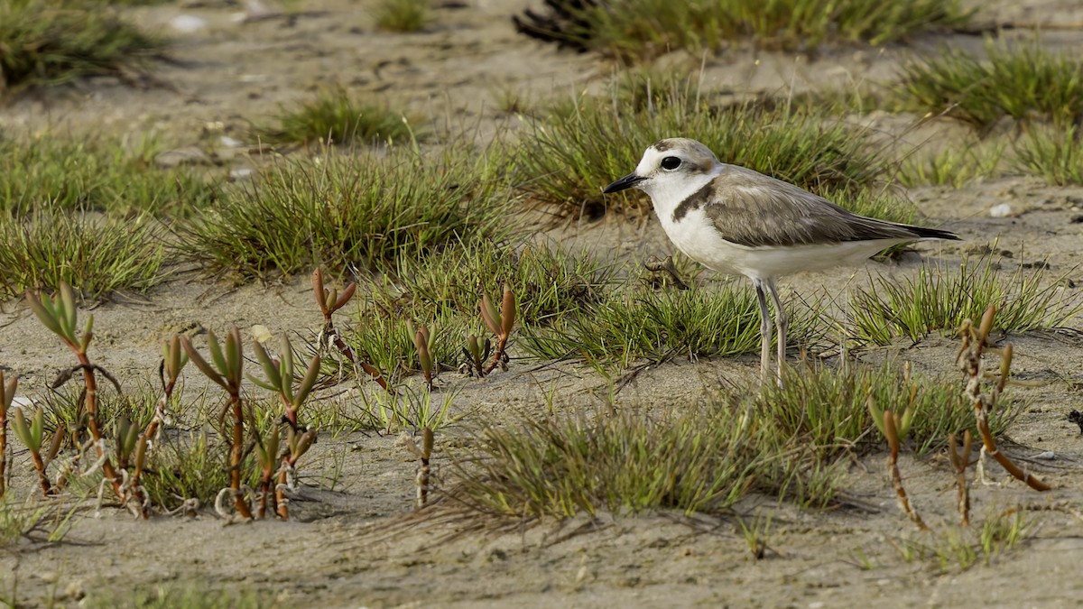 plover sp. - ML619524450