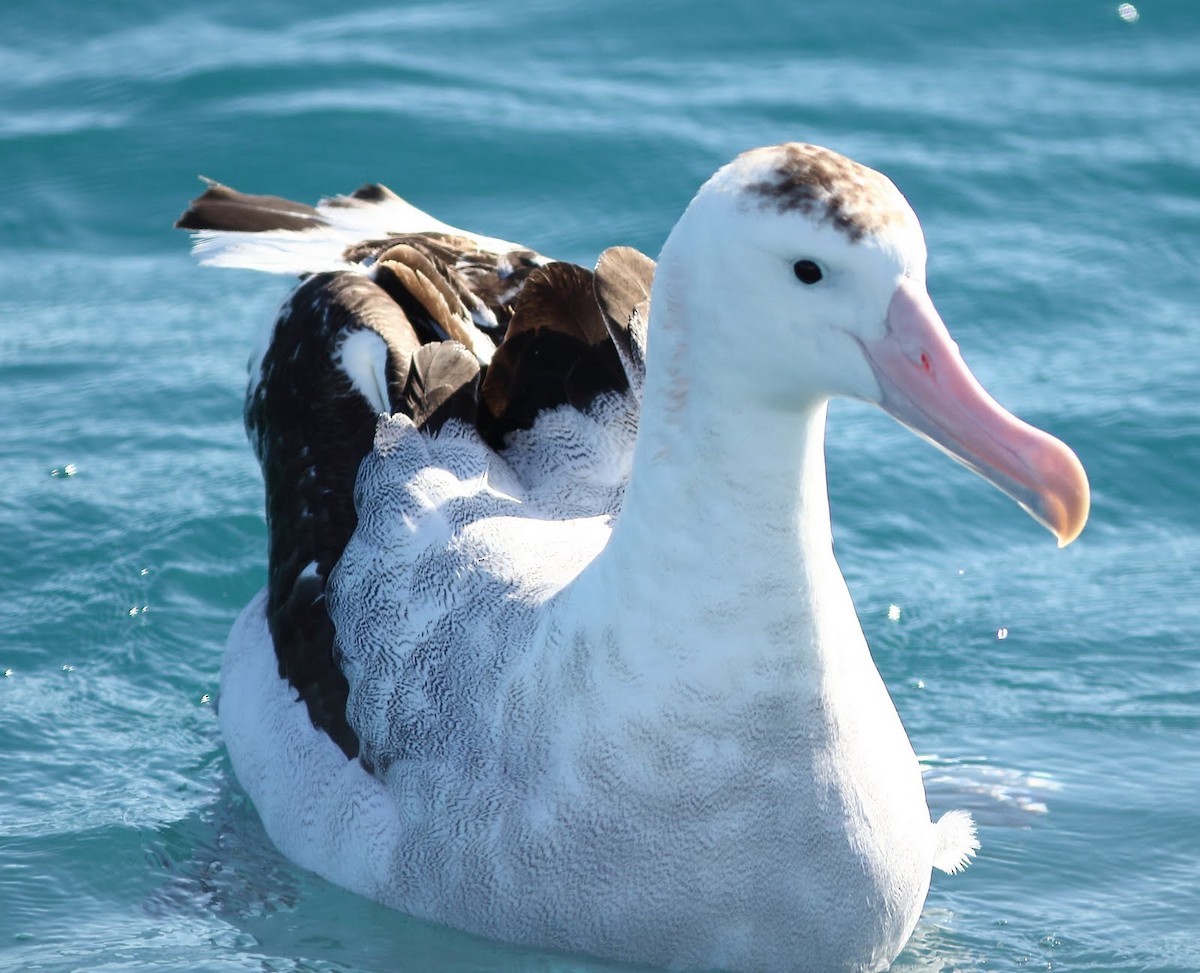 Antipodean Albatross - Andrew Collins