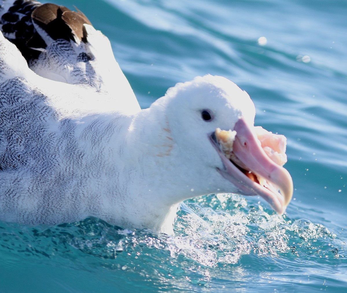 Antipodean Albatross - Andrew Collins