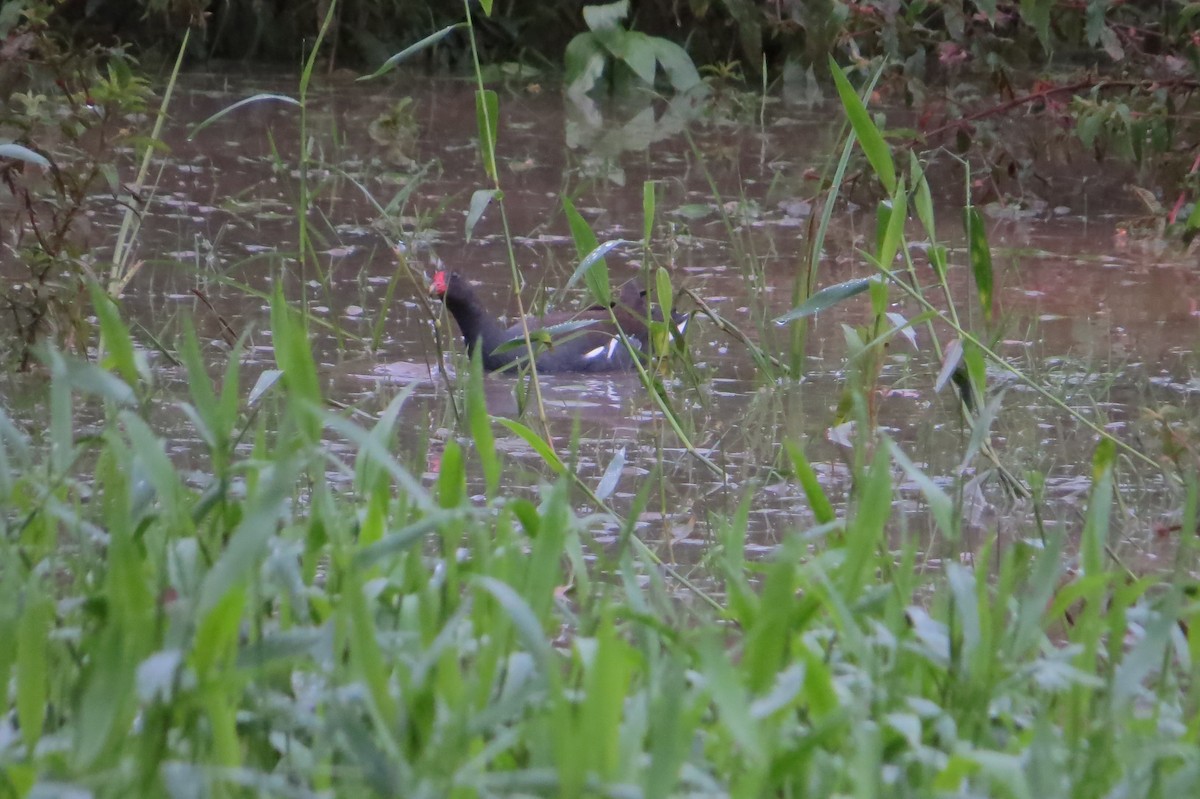 Common Gallinule - Jonathan Ehlert