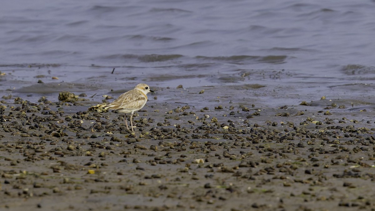 Malaysian Plover - Robert Tizard