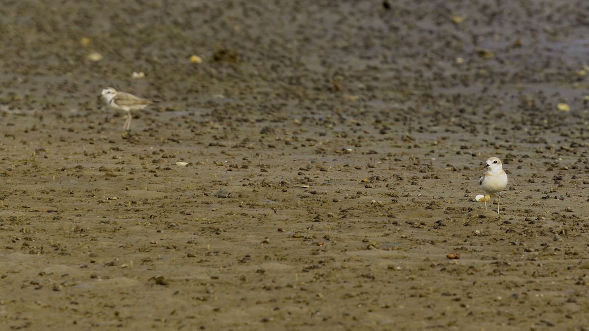 White-faced Plover - Robert Tizard