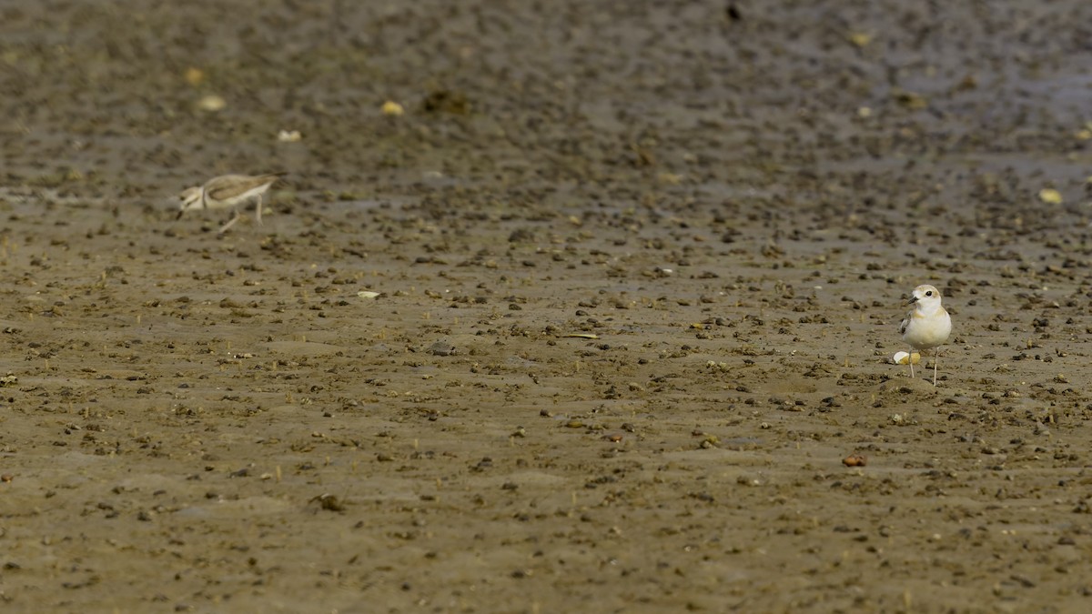 White-faced Plover - Robert Tizard