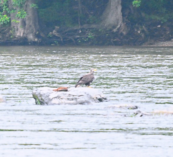 Bald Eagle - Frank Wang