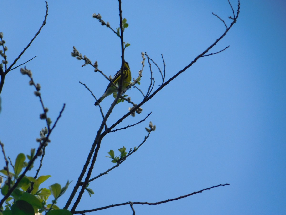 Magnolia Warbler - Arrow Z L