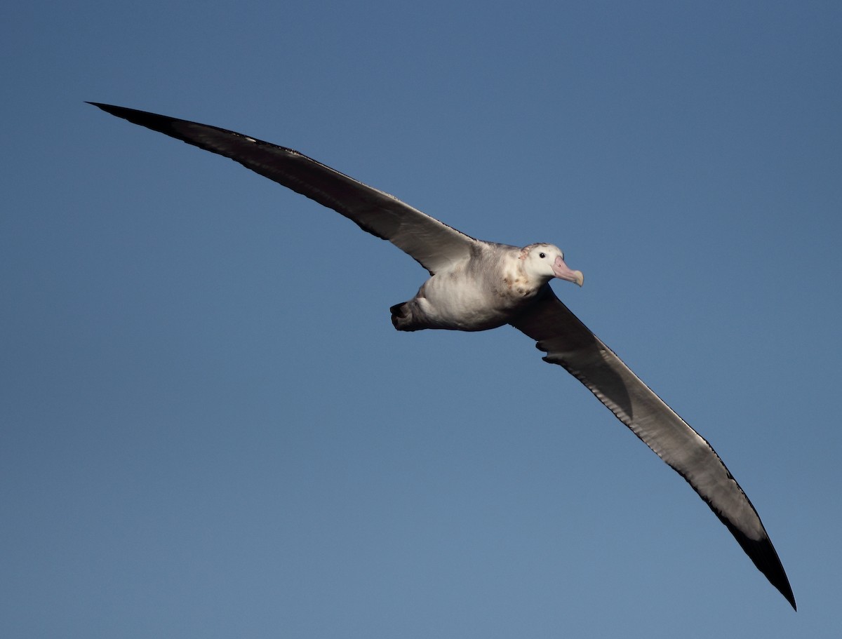 Antipodean Albatross - Andrew Collins