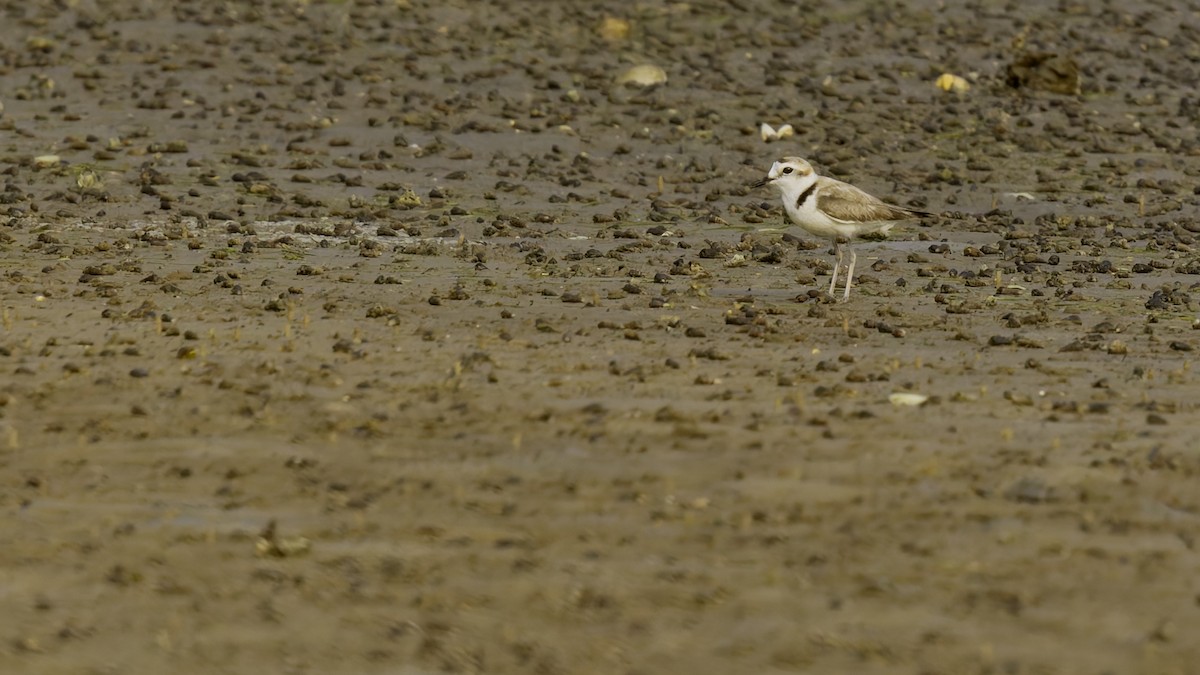 White-faced Plover - Robert Tizard