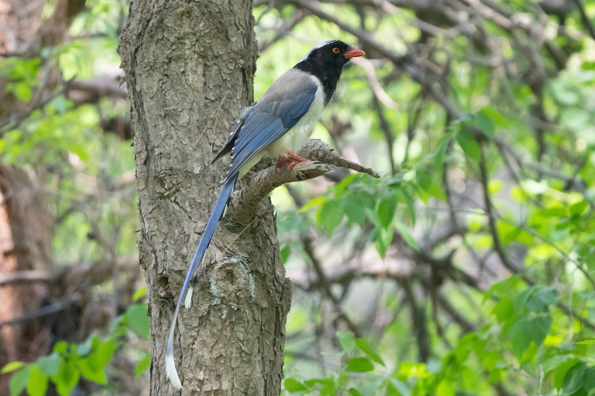 Red-billed Blue-Magpie - Lenny Xu