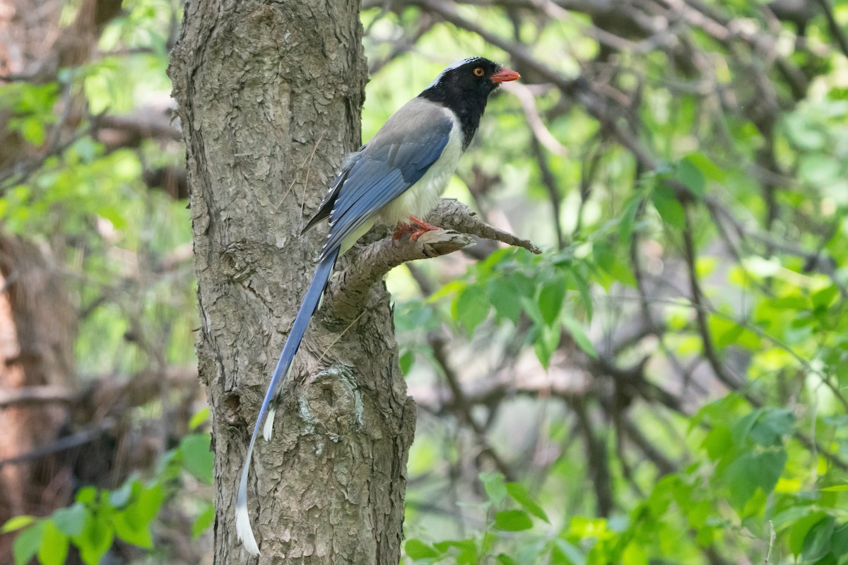 Red-billed Blue-Magpie - ML619524482