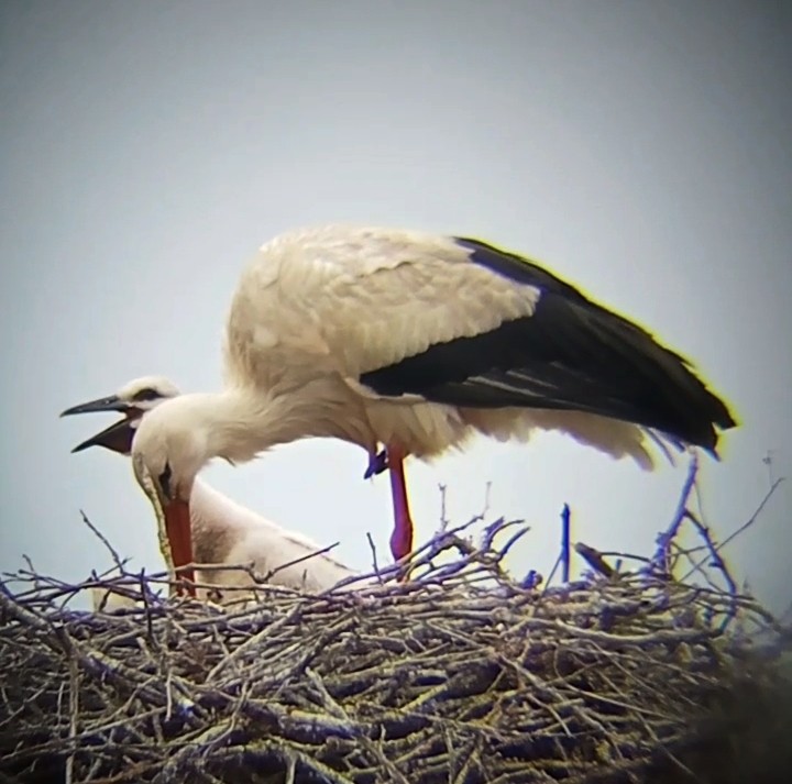 White Stork - Laurent Pascual-Le Tallec