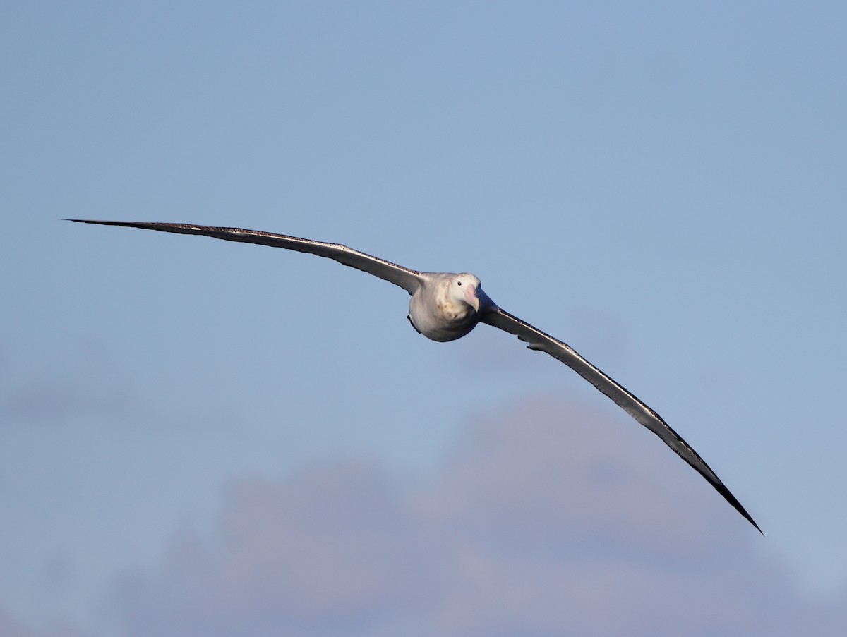Antipodean Albatross - Andrew Collins
