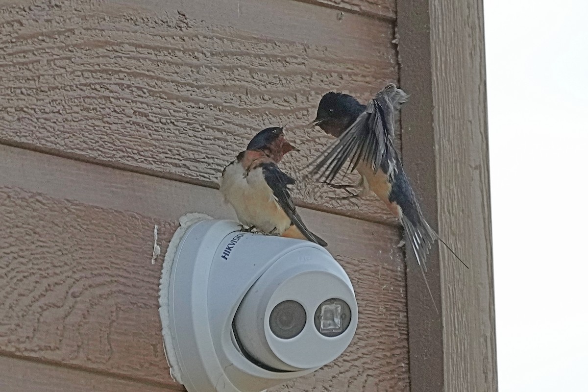 Barn Swallow - Nancy Elliot