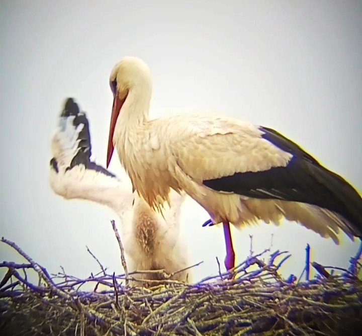 White Stork - Laurent Pascual-Le Tallec