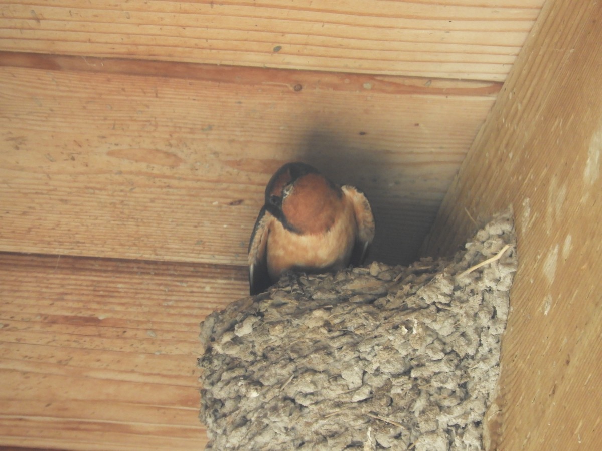 Barn Swallow - Thomas Bürgi