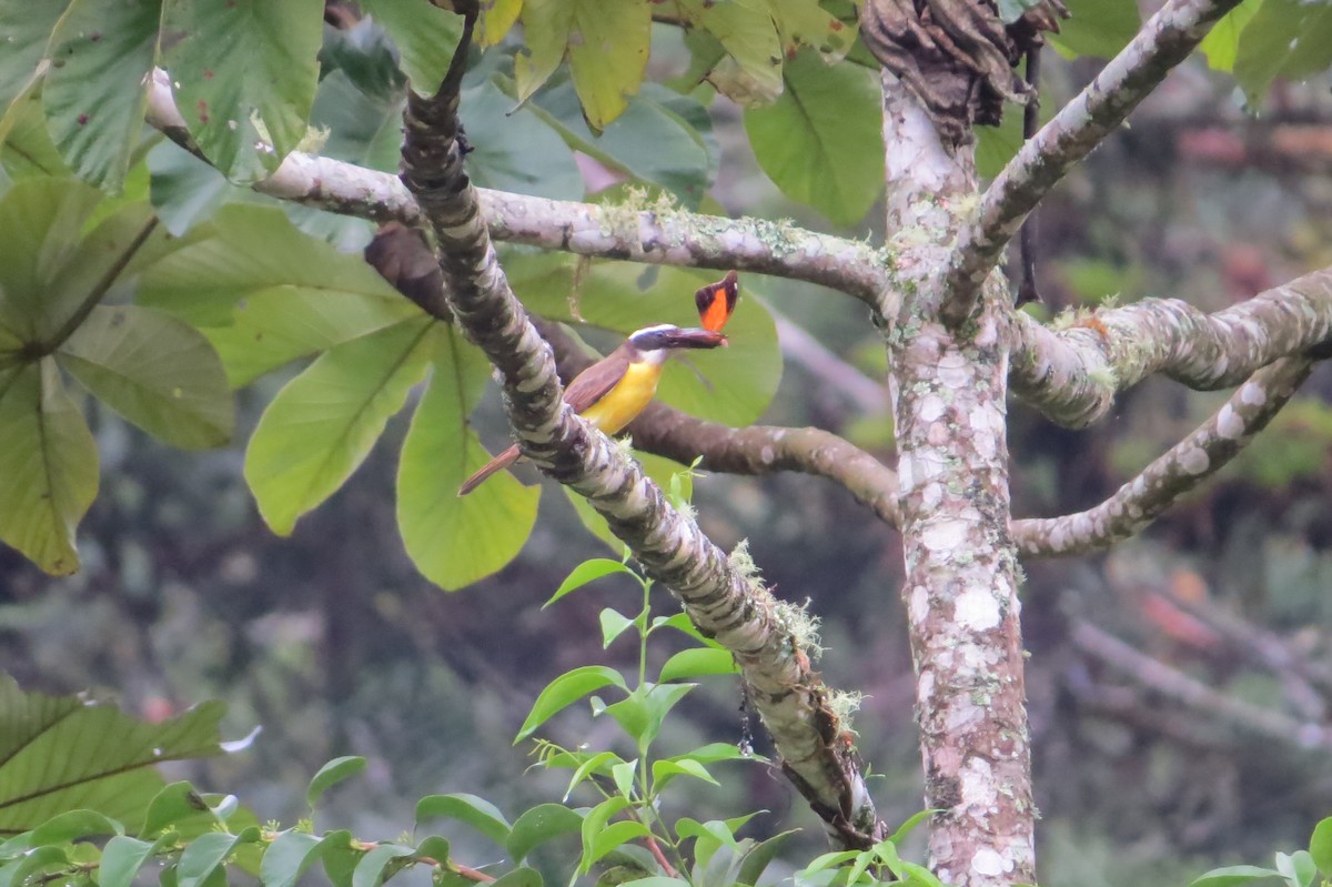 Boat-billed Flycatcher - Jonathan Ehlert