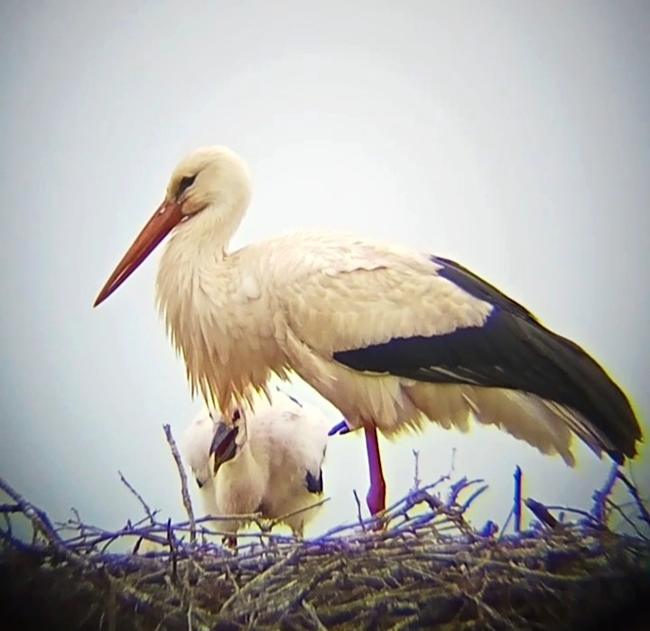 White Stork - Laurent Pascual-Le Tallec