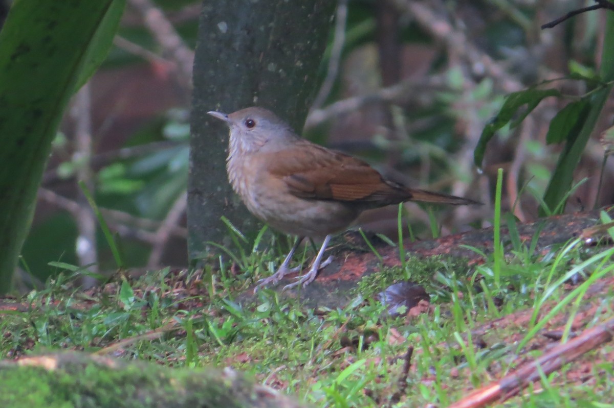 Pale-breasted Thrush - Jonathan Ehlert