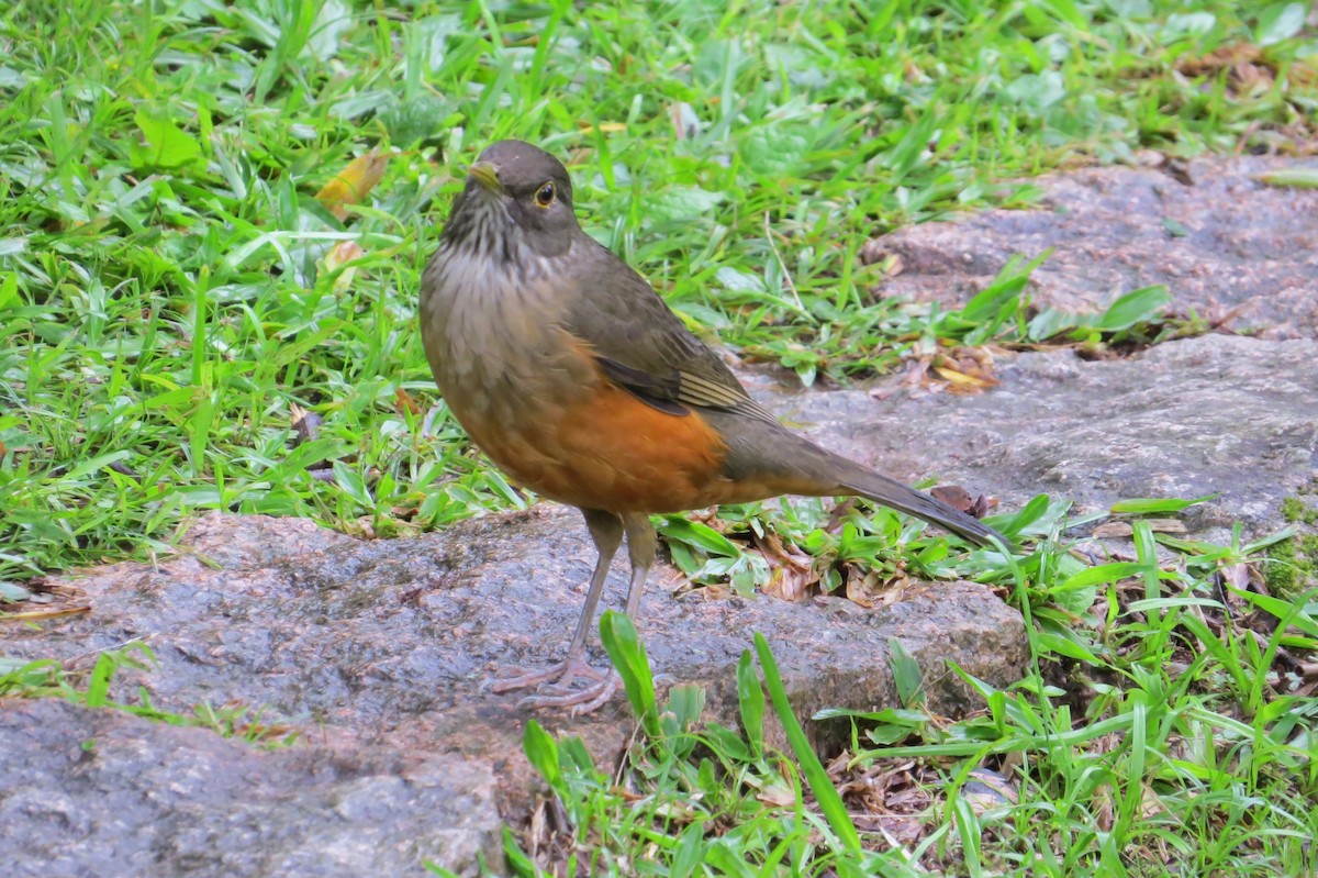 Rufous-bellied Thrush - Jonathan Ehlert