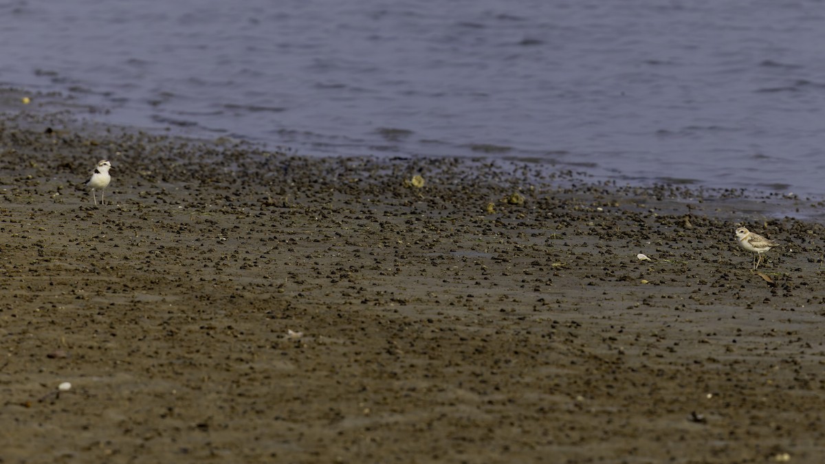 White-faced Plover - Robert Tizard