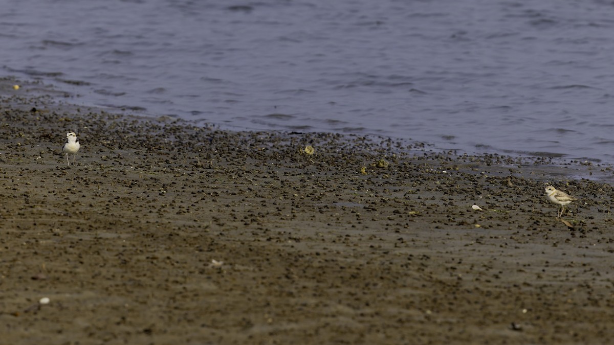 White-faced Plover - Robert Tizard