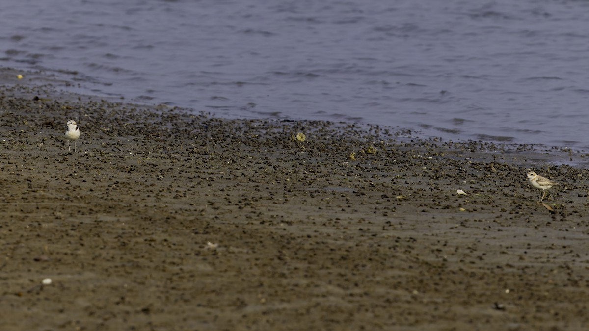 White-faced Plover - Robert Tizard