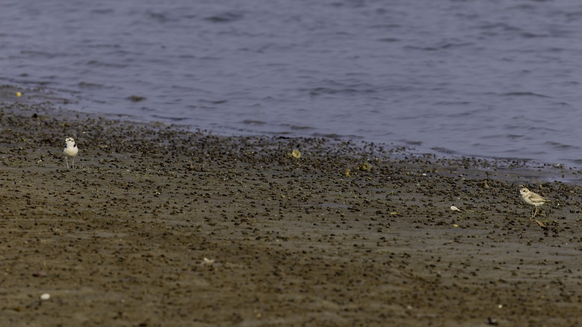 White-faced Plover - Robert Tizard