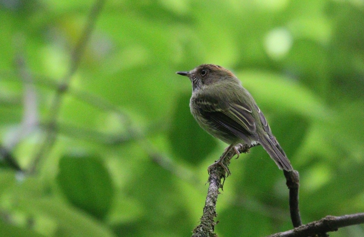 Scale-crested Pygmy-Tyrant - Richard Greenhalgh